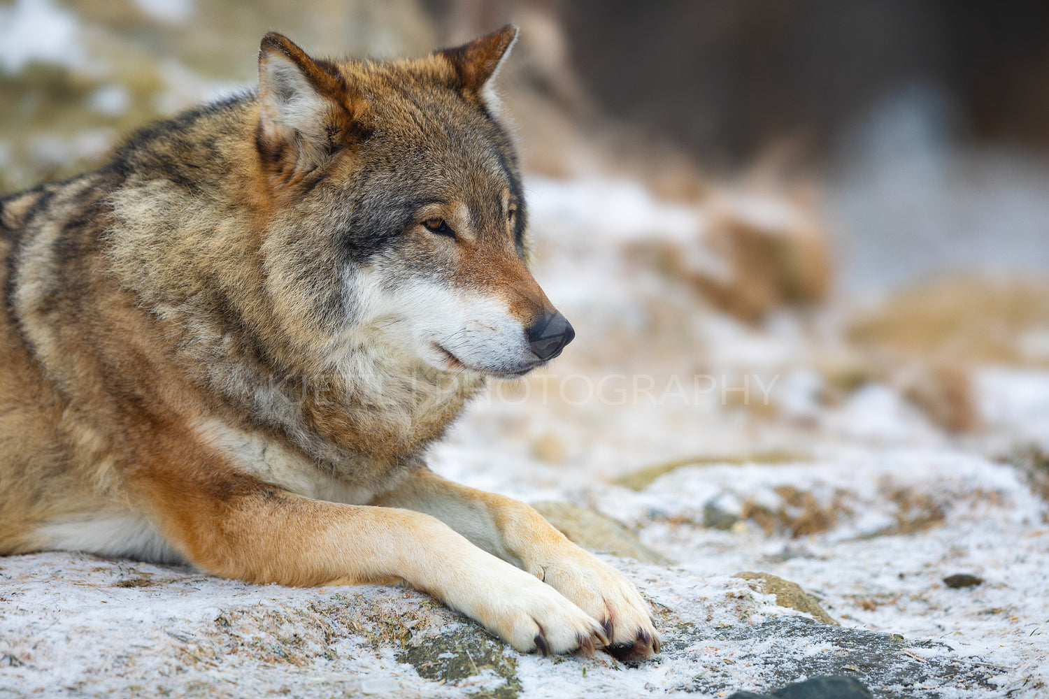 Adult male wolf rests in the forest in early winter