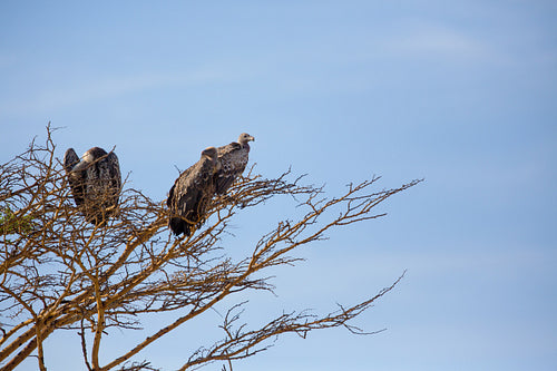 Vultures in a tree in Serengeti