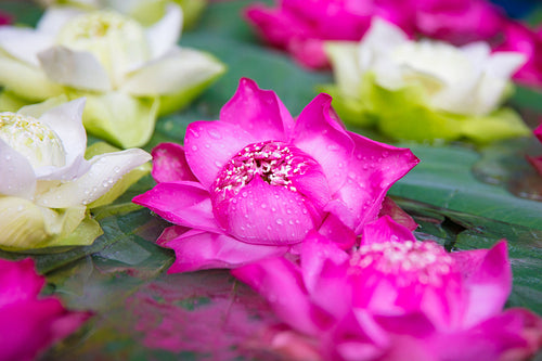 Closeup of white and pink lotus flowers blooming in garden