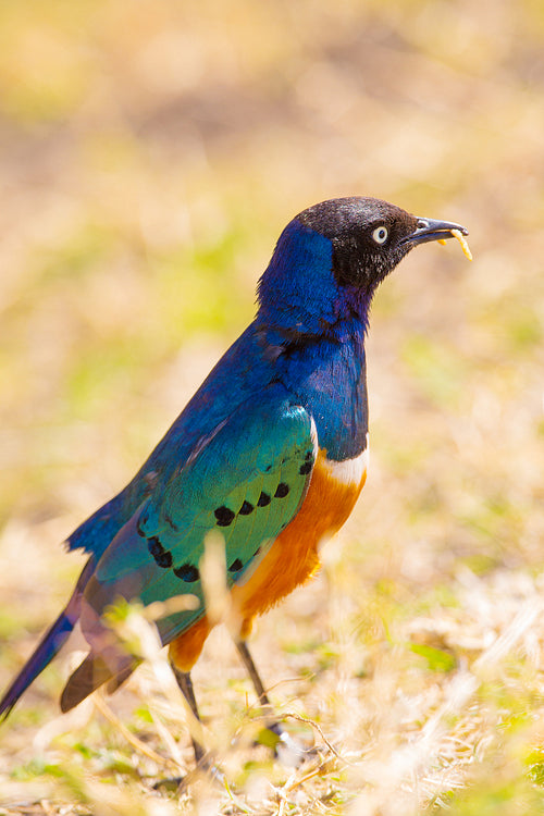 Colorful superb starling bird in Tanzania Africa