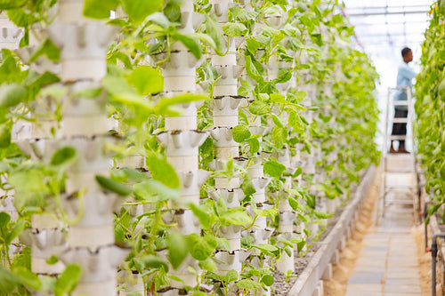 Man Working with Green Leafy Plants Growing in Hydroponic Towers