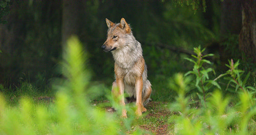Female grey wolf sitting at the grass in the forest