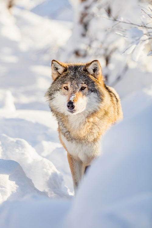Wolf stands in beautiful winter forest