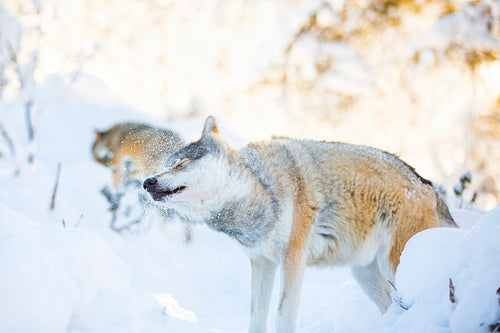 Wolf shake off snow in beautiful winter forest