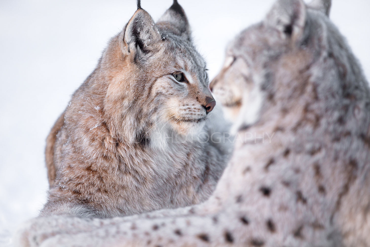Two lynx rests in the snow