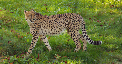 Alert cheetah walking on grassy field and laying down to rest