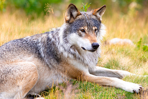 Large male grey wolf laying in a field in the forest