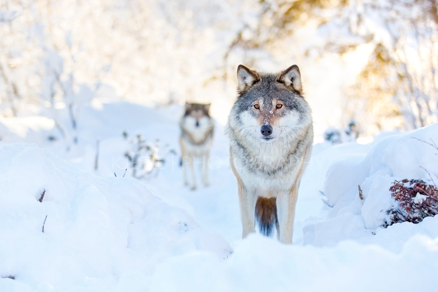 Two wolves in wolf pack in cold winter forest