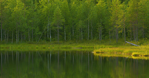 Beautiful lake in the green and lush finnish forest in the morning