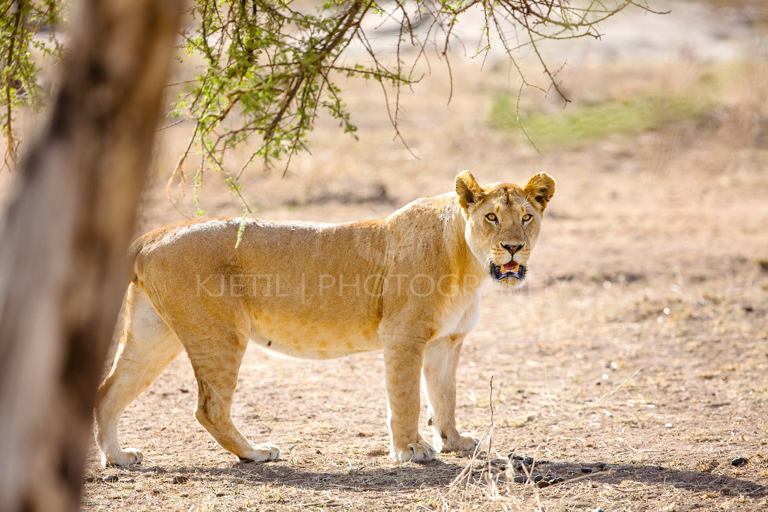 Large lion walks in Serengeti Africaa