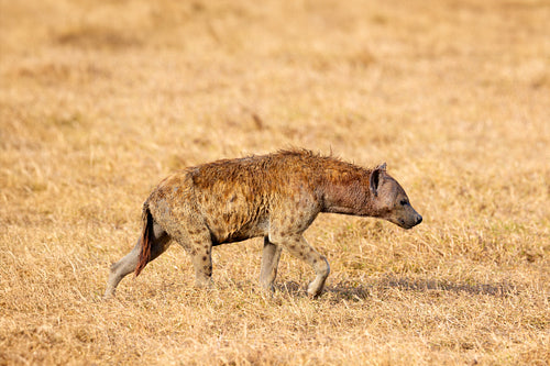 Spotted Hyena Roaming in Tanzanian Savannah on Safari