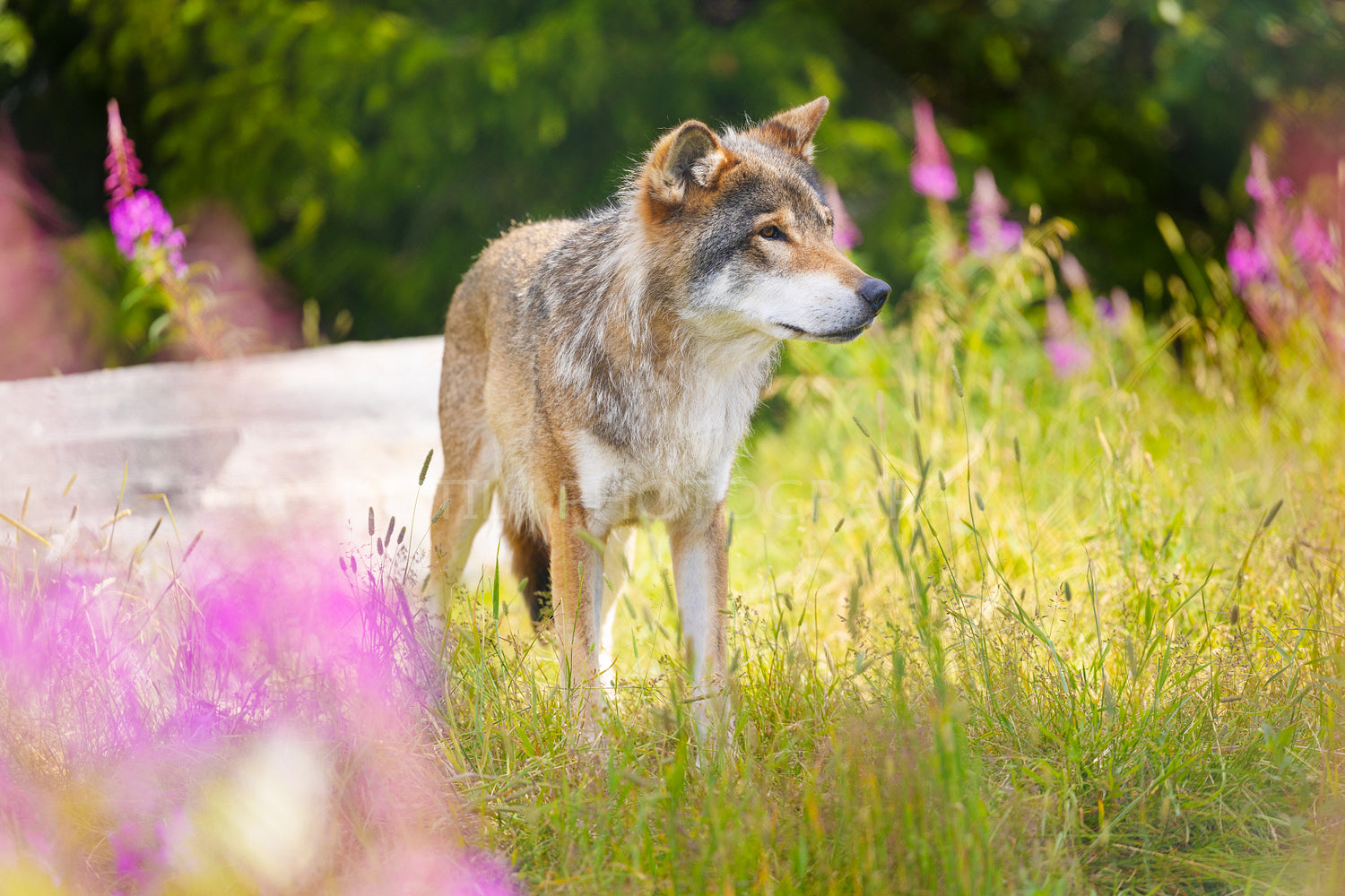 Large male grey wolf in beautiful grass meadow in the forest