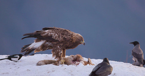 Close-up of golden eagle eating in the windy mountains at winter