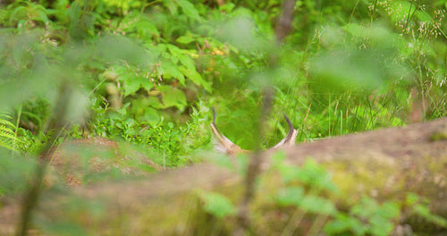 Lynx seen through plants in forest