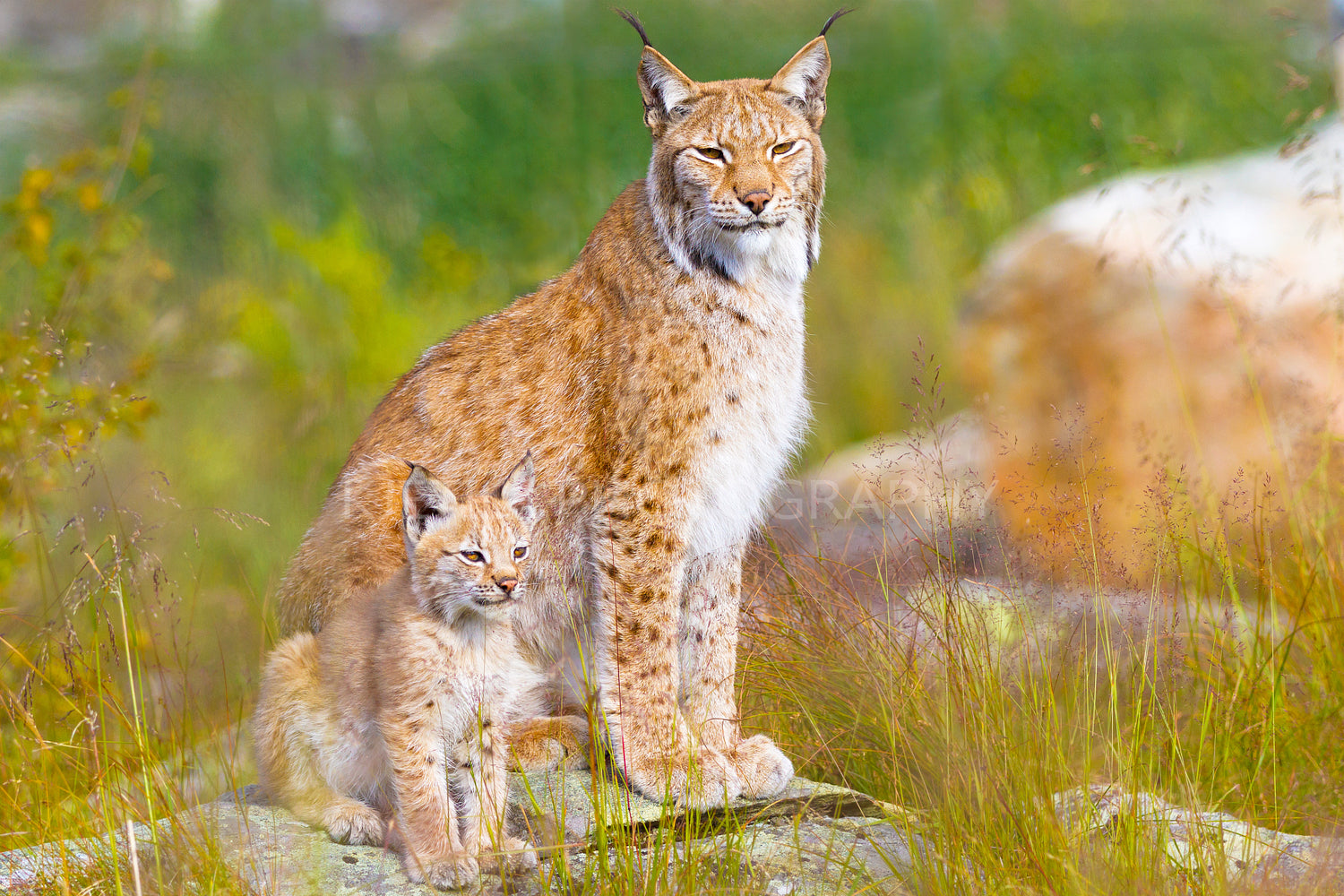 Lynx mother and her cub sits in the forest