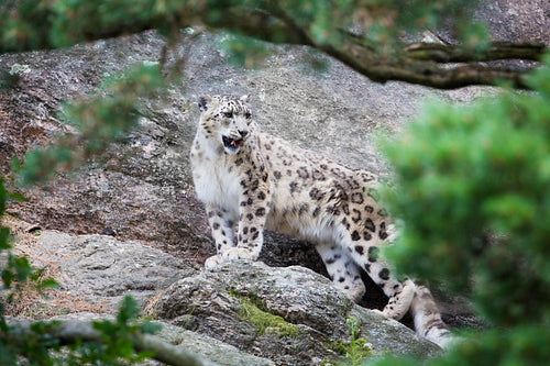 Snow Leopard in the mountain