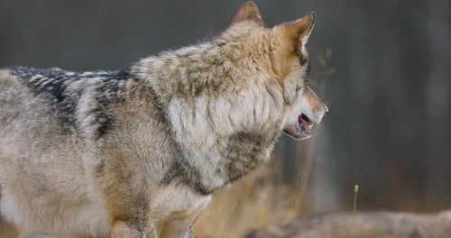 Large male grey wolf in pack standing in the forest