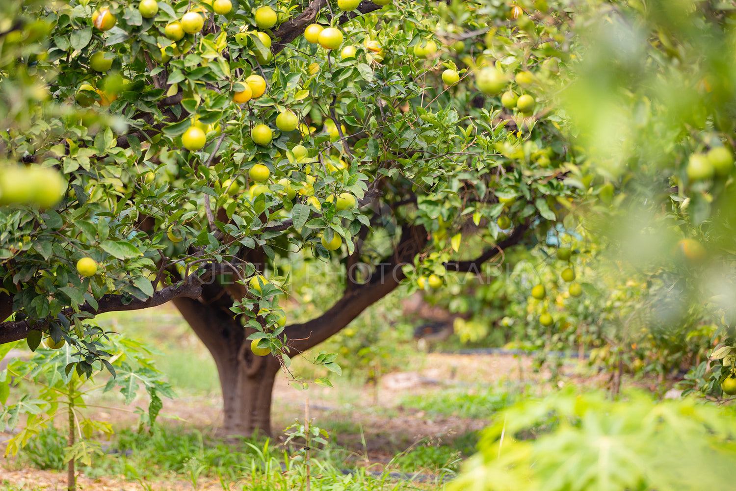 Fresh Oranges Hanging in Tree in Organic Plantation