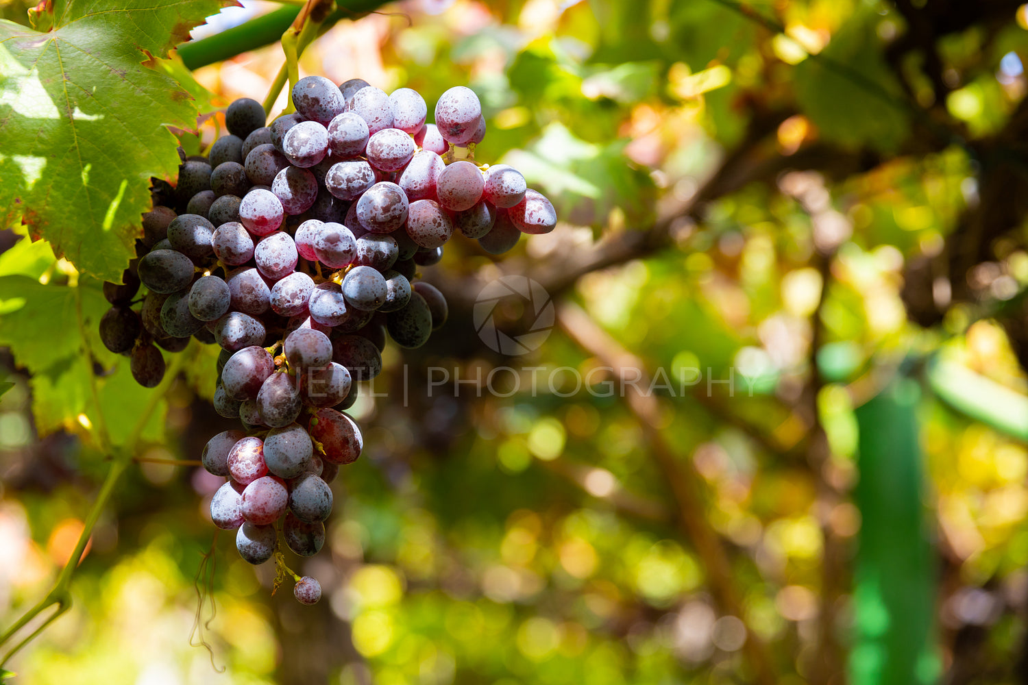 Close-Up Of Grape Bunch At Organic Vineyard