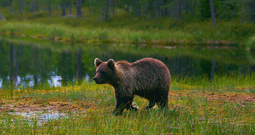Young and scared brown bear cub running free in a swamp