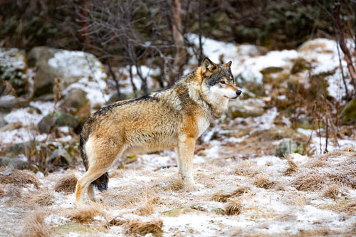 Beautiful male wolf standing in the forest looking for enemies