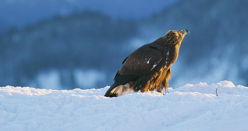 Brutal fight between two eagles over food in the mountains at winter