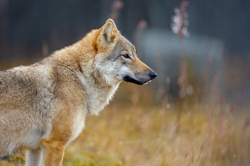 Close-up of alert female grey wolf standing in the forest