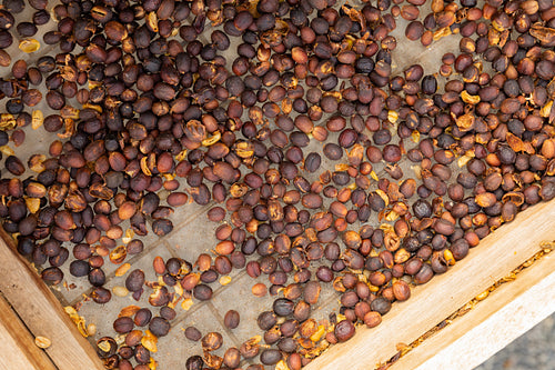 Top view of Raw Coffee Beans Drying In Wooden Crate
