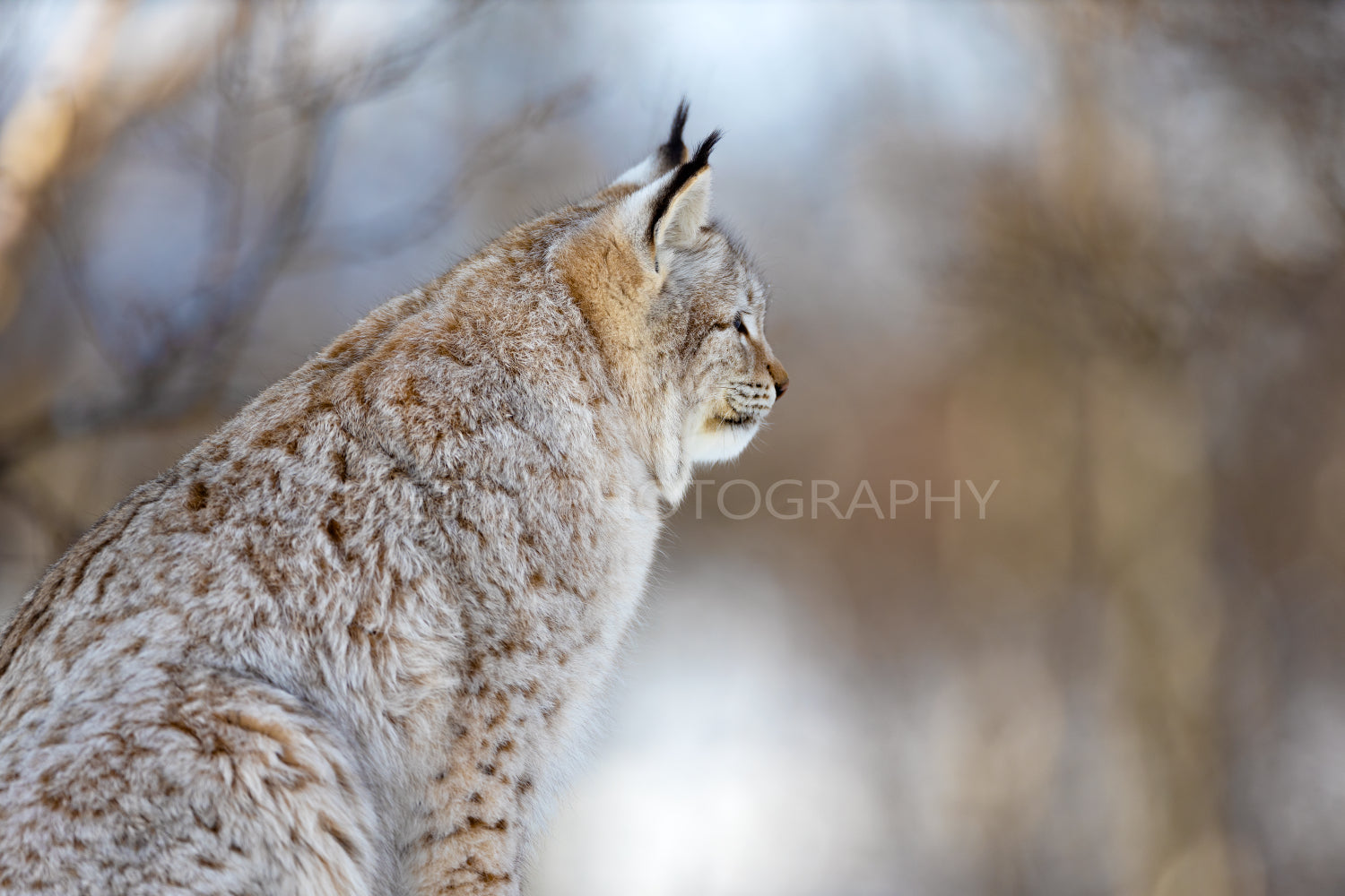 Closeup of furry Eurasian wild lynx cat looking away
