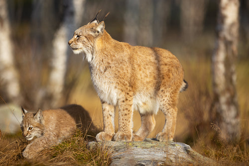 Caring eurasian lynx mother looks after her cub in the forest