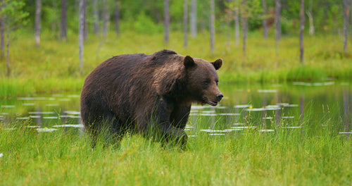 Big adult brown bear walking and running free in the forest