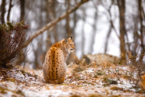 Back view of eurasian lynx looking into the forest in winter