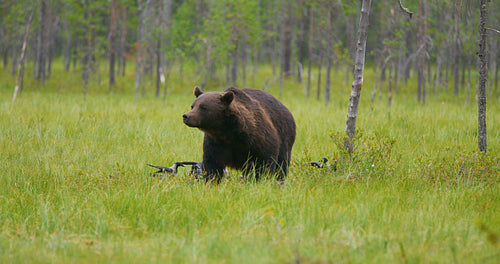 Big adult brown bear walking in the forest while birds flying in the back