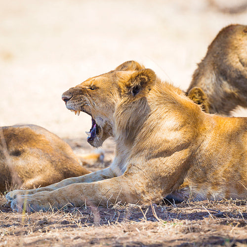 Yawning young male lion rests in Serengeti