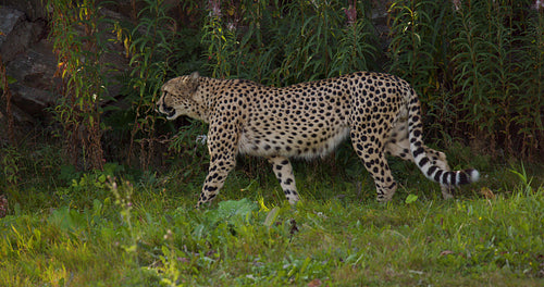 Large adult cheetah walking in the shadows on a grassy field
