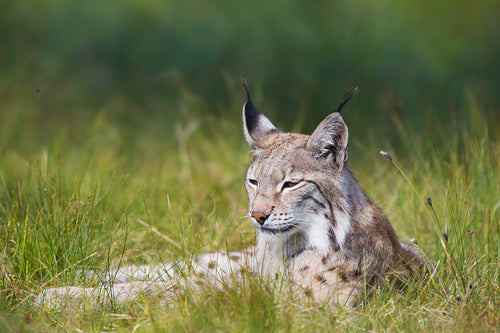 Lynx laying in the grass