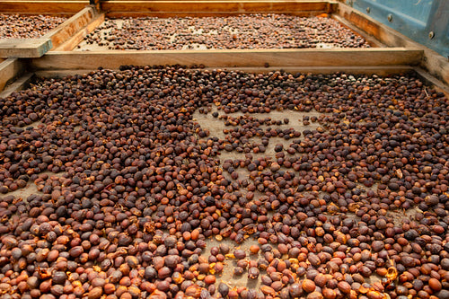 Raw Coffee Beans Drying In Wooden Crate
