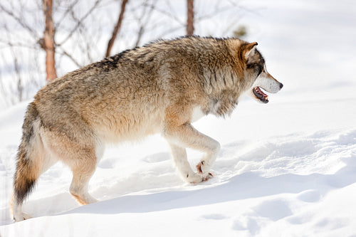 Side view of furry Eurasian wolf strolling on snow