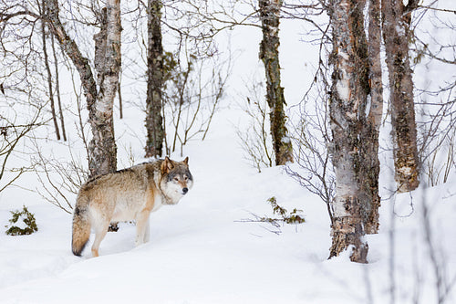 Canis Lupus standing amidst bare trees on snow