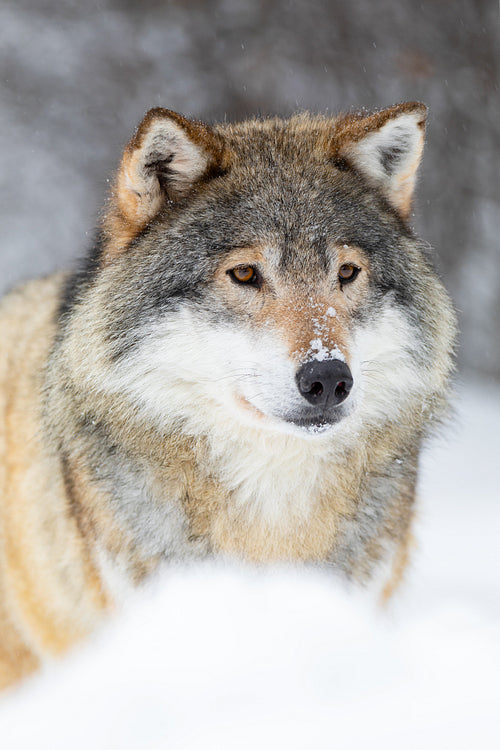 Focused wolf stands in beautiful and cold winter forest