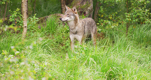 Curious grey wolf looking after prey in the dense summer forest