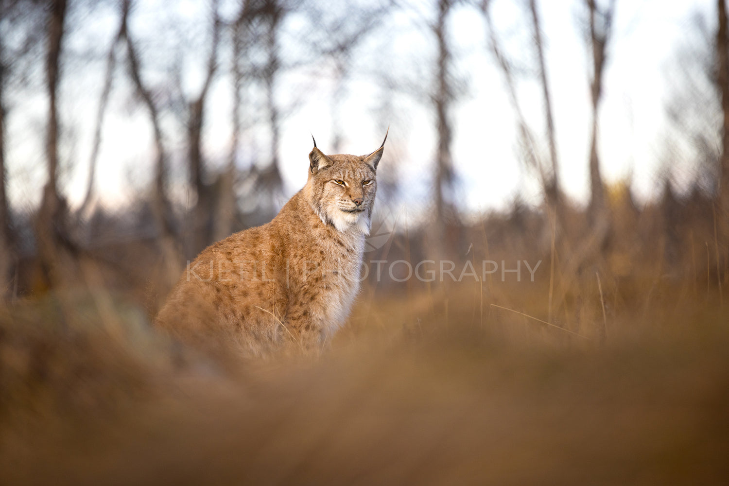 Eurasian lynx sits in the grass on forest ground in the evening