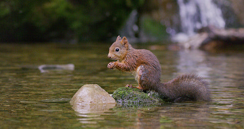 Close-up of a beautiful red squirrel eating nut at stone in the water