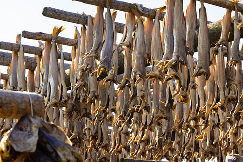 Close up of cod fish drying on traditional wooden racks in Lofoten Islands, Norway, Europe