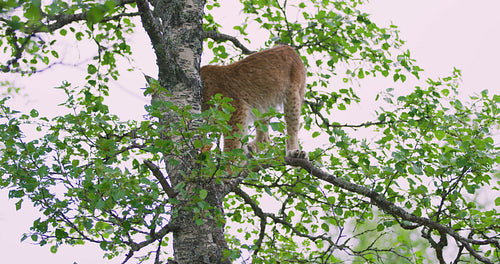 Playfull lynx cat cub climbing in a tree in the forest