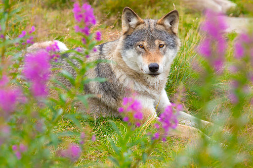 Wolf rests in a grass meadow with flowers