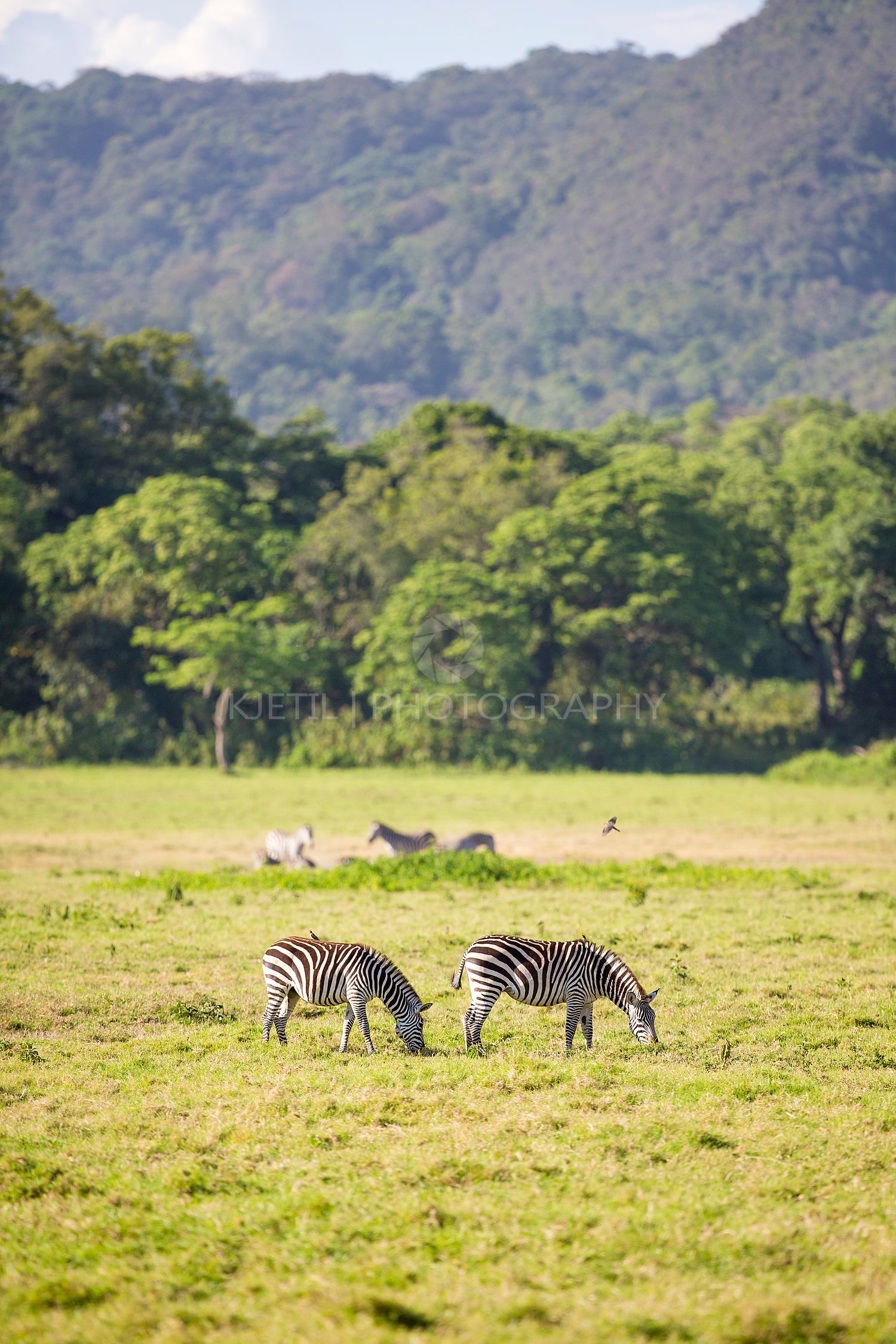Wild zebras grazing in Africa