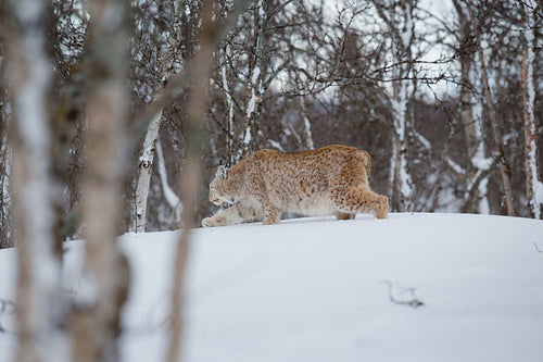 Lynx walks in the snow in forest
