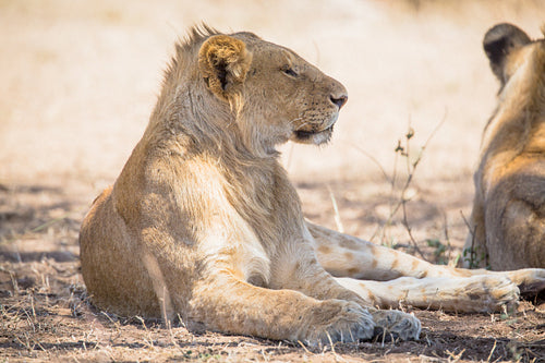 Young lion male rests in Serengeti
