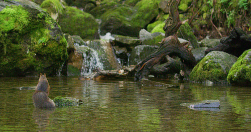 Red squirrel jump from rock in to the water with a nut in the mouth